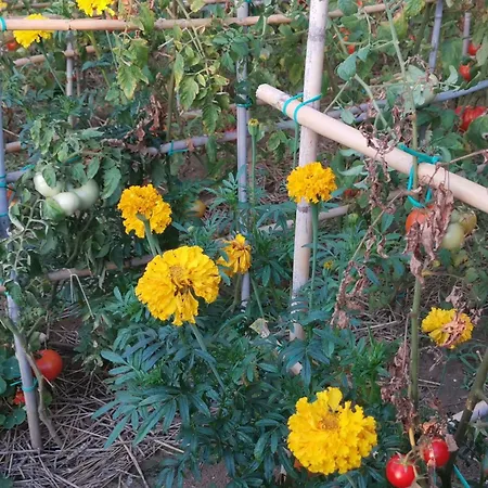 Lejlighed With Parking Space - Rab - 24156 Lopar